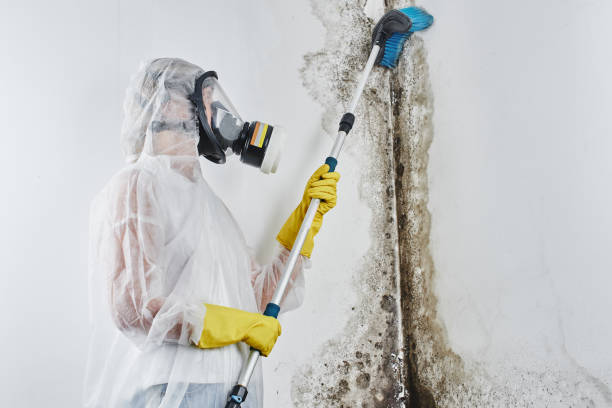 Best Black Mold Removal  in Stallion Springs, CA