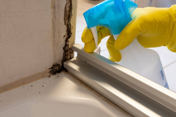 Best Home Mold Removal  in Stallion Springs, CA