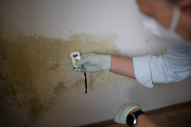 Best Mold Testing  in Stallion Springs, CA