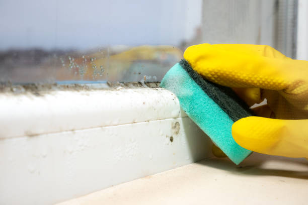Professional Mold Removal in Stallion Springs, CA