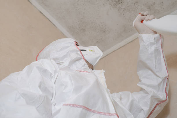 Best Attic Mold Removal  in Stallion Springs, CA