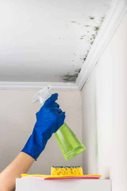 Crawl Space Mold Removal in Stallion Springs, CA